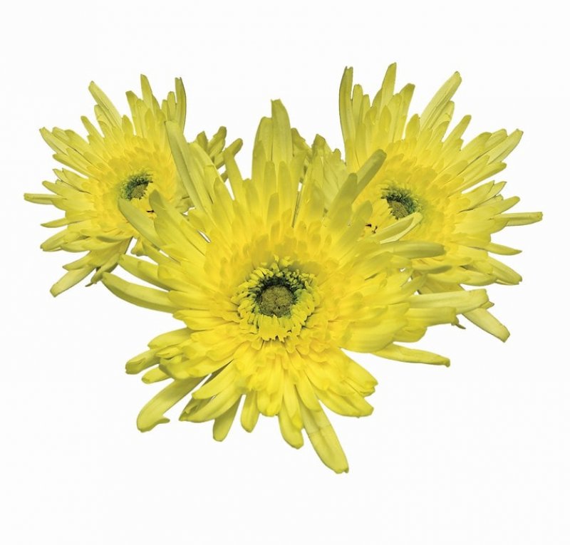 Flor Do Campo Varejista Amazon Flores Atacado E Varejo De Flores E Plantas